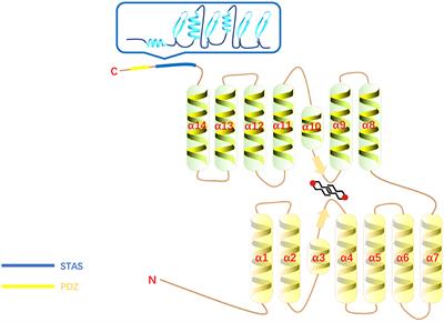 Physiological and Pathological Functions of SLC26A6